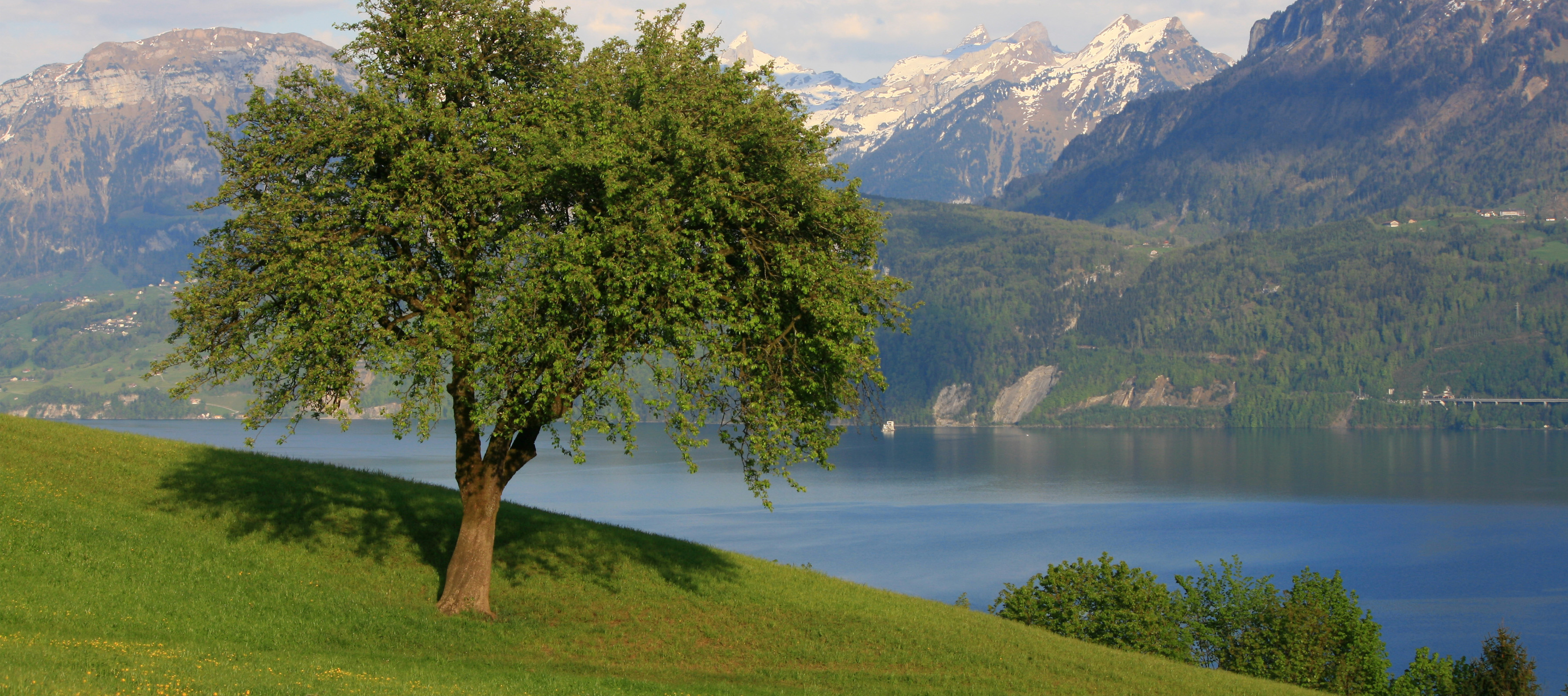 Baum Mit See